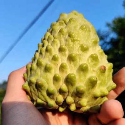 凤梨释迦哪里产的好吃,哪里的释迦好吃又甜-第2张图片-厨房小当家 凤梨释迦哪里产的好吃,哪里的释迦好吃又甜-第2张图片-厨房小当家