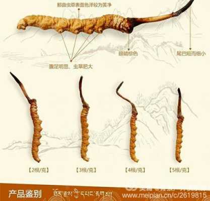 冬虫夏草的主要产地,冬虫夏草什么地方的最好-第3张图片-厨房小当家 冬虫夏草的主要产地,冬虫夏草什么地方的最好-第3张图片-厨房小当家