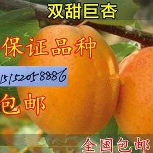 杏籽仁怎么培育成树苗,杏仁树苗哪里有卖的-第1张图片-厨房小当家 杏籽仁怎么培育成树苗,杏仁树苗哪里有卖的-第1张图片-厨房小当家
