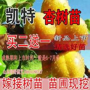 杏籽仁怎么培育成树苗,杏仁树苗哪里有卖的-第2张图片-厨房小当家 杏籽仁怎么培育成树苗,杏仁树苗哪里有卖的-第2张图片-厨房小当家