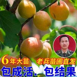 杏籽仁怎么培育成树苗,杏仁树苗哪里有卖的-第3张图片-厨房小当家 杏籽仁怎么培育成树苗,杏仁树苗哪里有卖的-第3张图片-厨房小当家