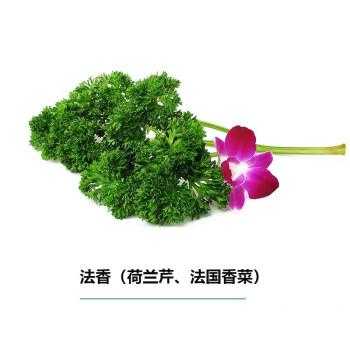 法香哪里的(什么是法香)-第2张图片-厨房小当家 法香哪里的(什么是法香)-第2张图片-厨房小当家