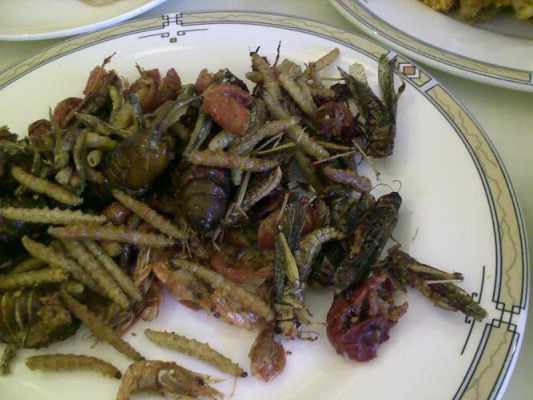 哪里有虫子美食(哪里有虫子啊)-第2张图片-厨房小当家 哪里有虫子美食(哪里有虫子啊)-第2张图片-厨房小当家
