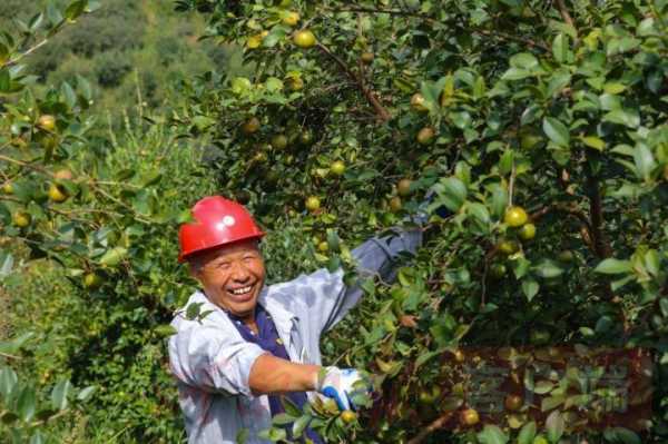 河南哪里有油茶(河南哪里有油茶加工厂)-第3张图片-厨房小当家 河南哪里有油茶(河南哪里有油茶加工厂)-第3张图片-厨房小当家