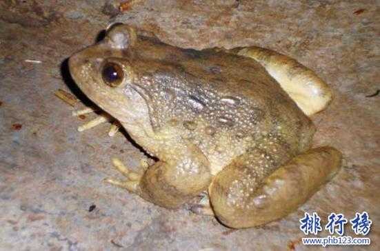 哪里的青蛙好吃(东北哪种蛙最好吃最贵)-第3张图片-厨房小当家 哪里的青蛙好吃(东北哪种蛙最好吃最贵)-第3张图片-厨房小当家