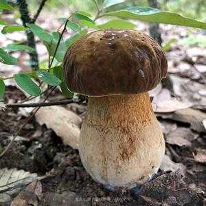 世界上哪里有牛肝菌,牛肝菌哪里的好吃-第1张图片-厨房小当家