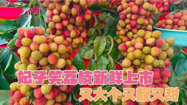 虎门哪里荔枝好吃(虎门哪里荔枝好吃又便宜)-第3张图片-厨房小当家 虎门哪里荔枝好吃(虎门哪里荔枝好吃又便宜)-第3张图片-厨房小当家