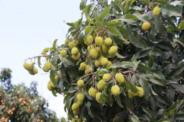 虎门哪里荔枝好吃(虎门哪里荔枝好吃又便宜)-第2张图片-厨房小当家 虎门哪里荔枝好吃(虎门哪里荔枝好吃又便宜)-第2张图片-厨房小当家