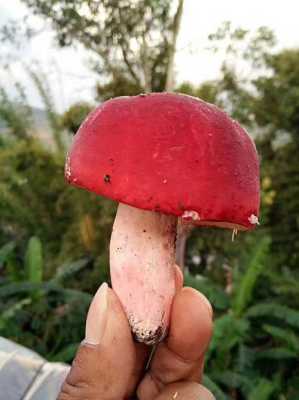 红茹哪里的好(红茹哪里的好吃又甜)-第2张图片-厨房小当家 红茹哪里的好(红茹哪里的好吃又甜)-第2张图片-厨房小当家