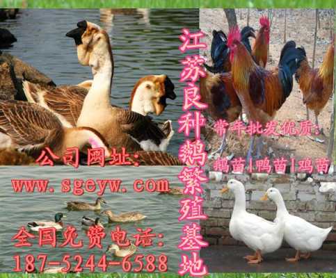 武汉哪里可以当鸭子(武汉哪里可以当鸭子养)-第3张图片-厨房小当家 武汉哪里可以当鸭子(武汉哪里可以当鸭子养)-第3张图片-厨房小当家