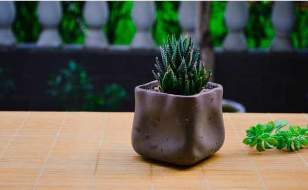 盆栽巧克力种植方法,巧克力盆栽哪里有卖的-第2张图片-厨房小当家 盆栽巧克力种植方法,巧克力盆栽哪里有卖的-第2张图片-厨房小当家