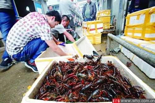 龙虾的销售市场怎么样(上海龙虾一条街一天能卖多少龙虾)-第1张图片-厨房小当家 龙虾的销售市场怎么样(上海龙虾一条街一天能卖多少龙虾)-第1张图片-厨房小当家