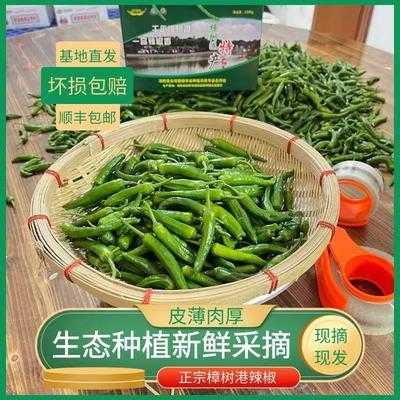 樟树港辣椒别称,樟树港辣椒哪里正宗好吃-第3张图片-厨房小当家 樟树港辣椒别称,樟树港辣椒哪里正宗好吃-第3张图片-厨房小当家