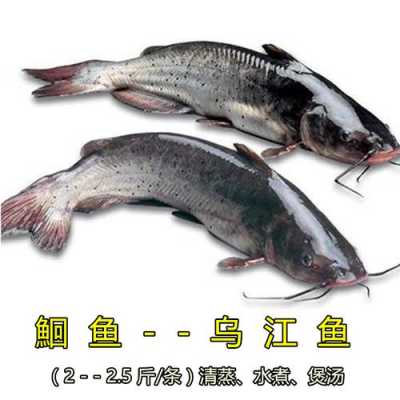 哪里的乌江鱼好吃(乌江鱼生长在什么地方)-第1张图片-厨房小当家 哪里的乌江鱼好吃(乌江鱼生长在什么地方)-第1张图片-厨房小当家