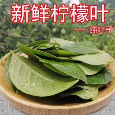 柠檬叶就是香叶吗,柠檬叶 哪里可以买到呢-第3张图片-厨房小当家