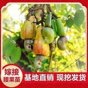 腰果的树苗是怎样的,腰果树苗哪里有卖-第3张图片-厨房小当家 腰果的树苗是怎样的,腰果树苗哪里有卖-第3张图片-厨房小当家