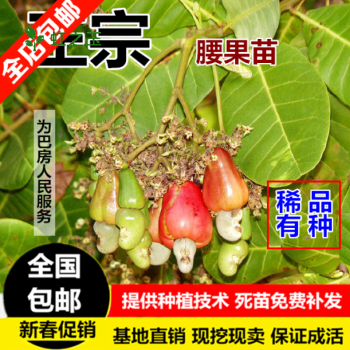 腰果的树苗是怎样的,腰果树苗哪里有卖-第1张图片-厨房小当家 腰果的树苗是怎样的,腰果树苗哪里有卖-第1张图片-厨房小当家