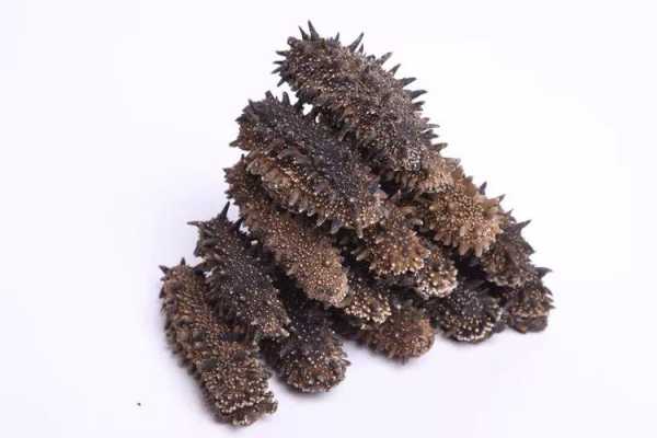 世界上哪里的海参最好,全球哪里的海参最好吃-第2张图片-厨房小当家