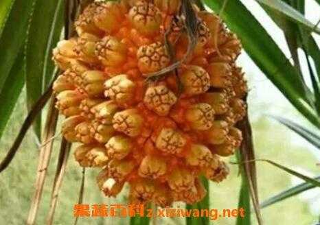 山菠萝与凤梨的区别,山菠萝好吃吗-第2张图片-厨房小当家