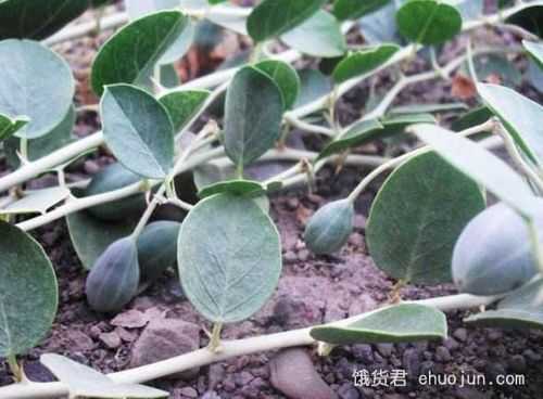 新疆野西瓜哪里好（新疆野西瓜哪里好吃）-第3张图片-厨房小当家