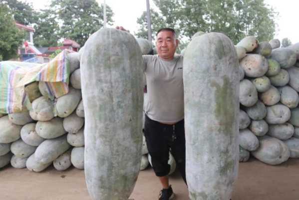 500公斤大冬瓜哪里生长的,冬瓜是哪里可以吃的-第2张图片-厨房小当家 500公斤大冬瓜哪里生长的,冬瓜是哪里可以吃的-第2张图片-厨房小当家
