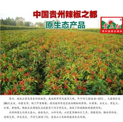 贵州辣椒产地排名,贵州辣椒产地在哪里最好-第1张图片-厨房小当家 贵州辣椒产地排名,贵州辣椒产地在哪里最好-第1张图片-厨房小当家