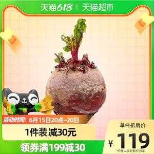 甜菜根超市有卖吗,哪里有卖甜菜根多少钱一斤-第3张图片-厨房小当家 甜菜根超市有卖吗,哪里有卖甜菜根多少钱一斤-第3张图片-厨房小当家
