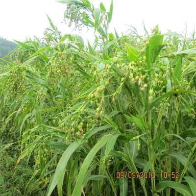 河北薏米产地在哪里(薏米是什么植物上结出来的)-第2张图片-厨房小当家 河北薏米产地在哪里(薏米是什么植物上结出来的)-第2张图片-厨房小当家