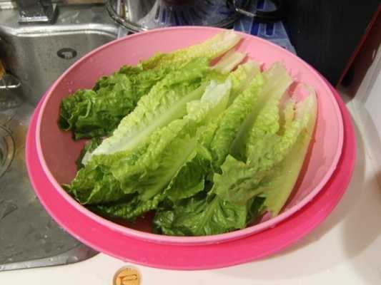 生菜怎么放冰箱哪里(生菜的保鲜方法)-第3张图片-厨房小当家 生菜怎么放冰箱哪里(生菜的保鲜方法)-第3张图片-厨房小当家
