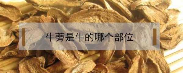 牛蒡是牛的哪里(牛蒡是牛哪个部位)-第3张图片-厨房小当家 牛蒡是牛的哪里(牛蒡是牛哪个部位)-第3张图片-厨房小当家