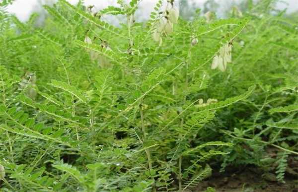 黄芪哪里产地才正宗,黄芪是哪里的好?-第1张图片-厨房小当家 黄芪哪里产地才正宗,黄芪是哪里的好?-第1张图片-厨房小当家