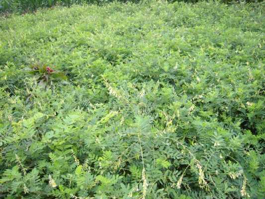 黄芪哪里产地才正宗,黄芪是哪里的好?-第3张图片-厨房小当家 黄芪哪里产地才正宗,黄芪是哪里的好?-第3张图片-厨房小当家