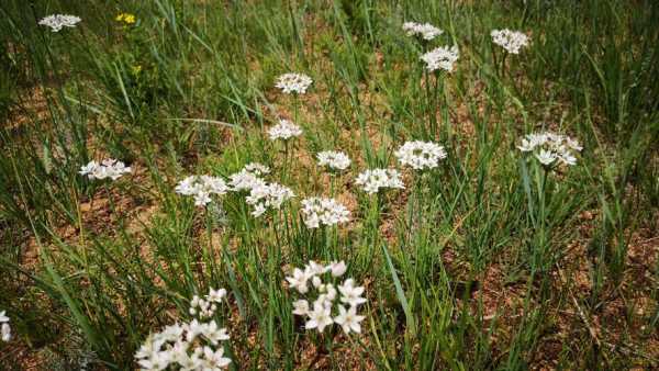 我国哪里有野韭菜(阿尔山韭菜花哪里多)-第3张图片-厨房小当家 我国哪里有野韭菜(阿尔山韭菜花哪里多)-第3张图片-厨房小当家
