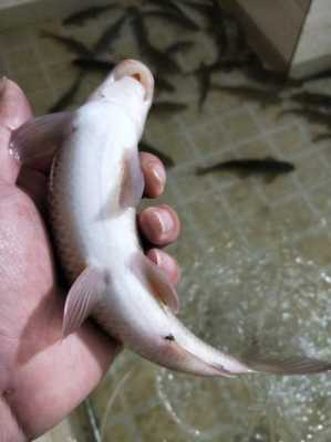 “猪嘴鱼”的学名是什么,嘴爱鱼加盟费是多少钱-第2张图片-厨房小当家 “猪嘴鱼”的学名是什么,嘴爱鱼加盟费是多少钱-第2张图片-厨房小当家