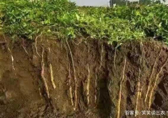 山药主要产自哪里,山药生长在哪里?-第1张图片-厨房小当家 山药主要产自哪里,山药生长在哪里?-第1张图片-厨房小当家