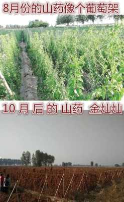 山药主要产自哪里,山药生长在哪里?-第3张图片-厨房小当家 山药主要产自哪里,山药生长在哪里?-第3张图片-厨房小当家
