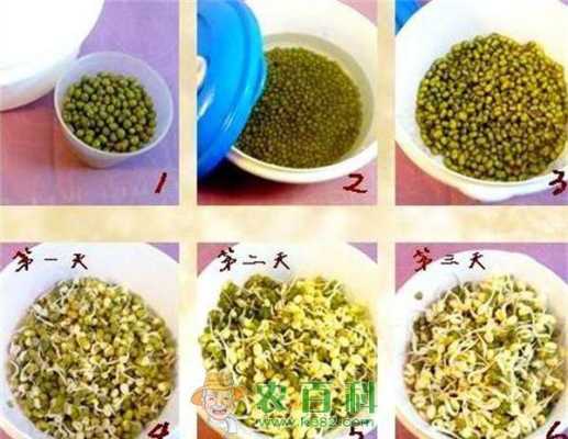 豆芽的各个部位名称,豆芽生长在哪里?-第2张图片-厨房小当家 豆芽的各个部位名称,豆芽生长在哪里?-第2张图片-厨房小当家