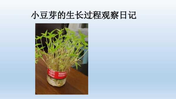 豆芽的各个部位名称,豆芽生长在哪里?-第3张图片-厨房小当家 豆芽的各个部位名称,豆芽生长在哪里?-第3张图片-厨房小当家