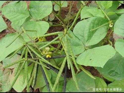绿豆是长在哪里(绿豆长在哪里的)-第1张图片-厨房小当家 绿豆是长在哪里(绿豆长在哪里的)-第1张图片-厨房小当家