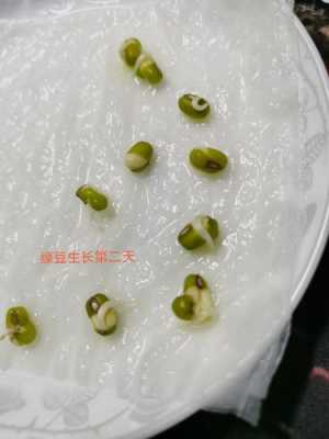 绿豆是长在哪里(绿豆长在哪里的)-第2张图片-厨房小当家 绿豆是长在哪里(绿豆长在哪里的)-第2张图片-厨房小当家