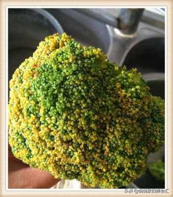 西兰花是哪里的(西兰花是哪一年出现的)-第1张图片-厨房小当家 西兰花是哪里的(西兰花是哪一年出现的)-第1张图片-厨房小当家