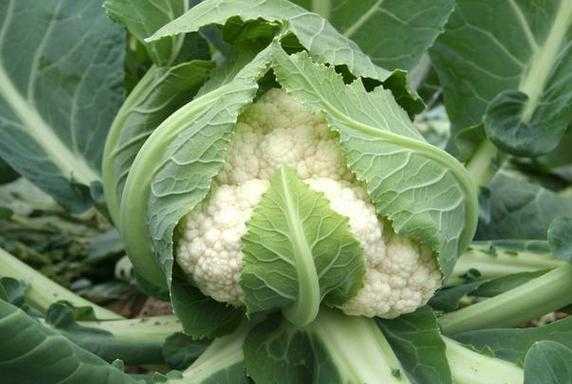 花菜长在树上还是地里,花菜长什么在哪里生长-第3张图片-厨房小当家
