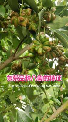 八角哪里好(八角产地排名)-第1张图片-厨房小当家 八角哪里好(八角产地排名)-第1张图片-厨房小当家