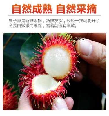 红毛丹哪里有卖(三亚常见水果)-第3张图片-厨房小当家 红毛丹哪里有卖(三亚常见水果)-第3张图片-厨房小当家
