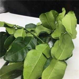 柠檬叶哪里有卖,哪里有卖柠檬叶的地方-第1张图片-厨房小当家 柠檬叶哪里有卖,哪里有卖柠檬叶的地方-第1张图片-厨房小当家