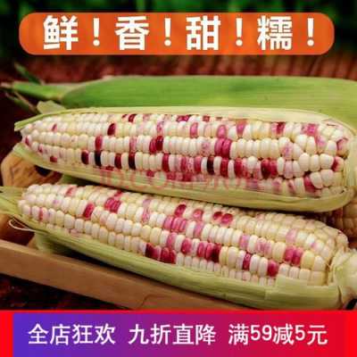 哪里产的糯玉米好吃(哪里产的糯玉米好吃又甜)-第1张图片-厨房小当家 哪里产的糯玉米好吃(哪里产的糯玉米好吃又甜)-第1张图片-厨房小当家