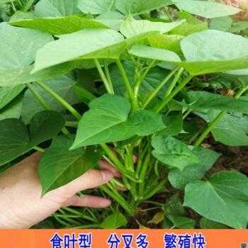 食用红薯叶哪个品种好,哪里的红薯叶最好吃又便宜-第3张图片-厨房小当家 食用红薯叶哪个品种好,哪里的红薯叶最好吃又便宜-第3张图片-厨房小当家