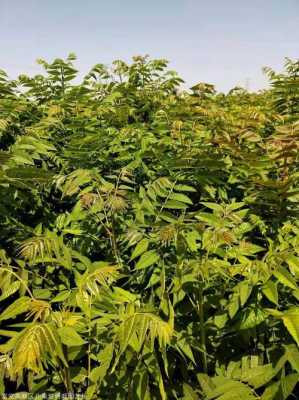 香椿叶哪里有卖的(香椿苗哪里有卖的)-第1张图片-厨房小当家 香椿叶哪里有卖的(香椿苗哪里有卖的)-第1张图片-厨房小当家