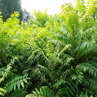 香椿叶哪里有卖的(香椿苗哪里有卖的)-第3张图片-厨房小当家 香椿叶哪里有卖的(香椿苗哪里有卖的)-第3张图片-厨房小当家