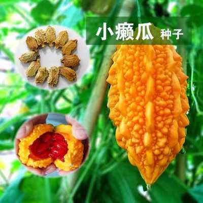 赖瓜的营养在哪里(赖瓜营养功效)-第1张图片-厨房小当家 赖瓜的营养在哪里(赖瓜营养功效)-第1张图片-厨房小当家